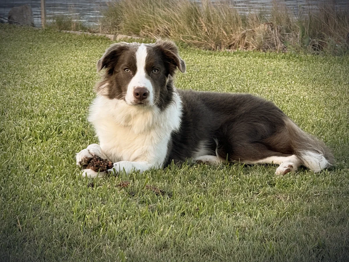 Berty, a lilac-and-white dog, lying on green grass by the water