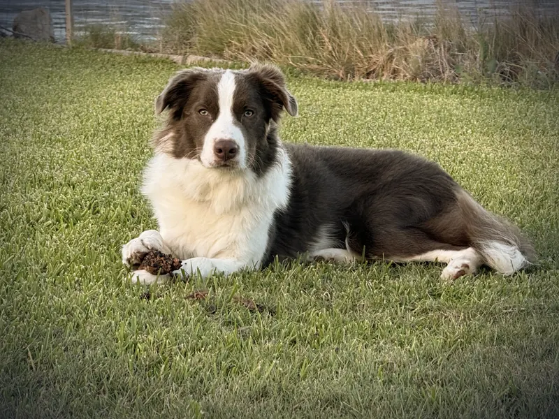 Berty, a Border Collie with a dark coat and white chest, lying on the grass and looking at the camera